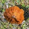 Inedible mushroom Schlanke biennial or dark lat. Coltricia pere