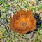 Inedible mushroom Schlanke biennial or dark lat. Coltricia pere