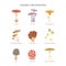 Inedible mushroom toadstools icons set, flat vector illustration isolated.