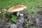 Inedible mushroom in woods
