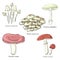 Inedible mushrooms. Colored, clip art, line art. Set of vector illustrations