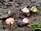 Inedible mushrooms conocybe growing among a green moss. Shallow depth of field