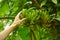 Inedible small wild bananas in the rainforest