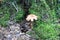 Inedible Spider mushroom grows in the autumn forest under a tree.