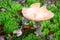 Inedible toadstool mushroom