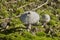 inedible wild mushroom on the mossy ground in the plantation