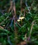 Inedible wild mushrooms surrounded by grass