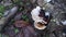 Inedible wild white wood fungi sprouting from the decay wood.