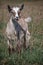 Inexperienced young brown goatling in the meadow