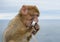 Infant Barbary Ape eating a tasty find