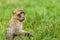Infant Barbary macaque with a bunch of grapes
