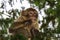 Infant Barbary macaque chewing on a branch