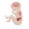 infant basic internal organs