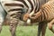 An infant Chapman's zebra drinks milk from its mother in Lake Nakuru National Park, Kenya