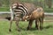 An infant Chapman's zebra drinks milk from its mother in Lake Nakuru National Park, Kenya