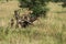 infant Cheetah at Serengeti national park searching for food, Tanzania, Africa