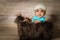 Infant dogla boy wearing hat and bow tie sitting in a fluffy furry basket wooden background modern studio shoot vintage look.