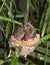 Infant Hummingbirds together in their nest