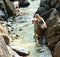 An Infant Monkey - Bonnet Macaque - Sitting on Back of Mother in Water