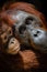 Infant orangutan with mother