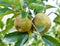 infected ripe apple fruits ready for harvesting