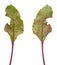 Infection of beetroot leaf by Cercospora beticola