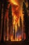 Inferno in the Forest: Devastating Wildfire Consuming Tall Trees.