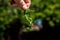 Infestation of Young Tobacco Hornworms on a Sprig of Demolished Tomato Plant