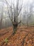 Infested dying tree in a deciduous forest. Misty cloudy weather