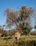 Infested olive trees bacterium Xylella Fastidiosa, Salento, South Italy