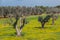 Infested olive trees bacterium Xylella Fastidiosa, Salento, South Italy