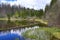 Infested trees, hilly landscape, Lake Laka, Å umava, Czech Republic