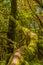 Infinite Trunk In A Monteverde Canary Island Of Fayal Brezal Are Beech Morella Faya And Heather Erica Arborea, Covered With Moss