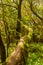 Infinite Trunk In A Monteverde Canary Island Of Fayal Brezal Are Beech Morella Faya And Heather Erica Arborea, Covered With Moss