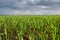 the infinity green fields at rainy cloudy day