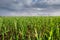 the infinity green fields at rainy cloudy day