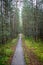 Infinity perspective of walking trail in a pine forest.