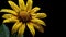 inflammation arnica montana flower