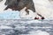Inflatable boat full of tourists, watching for whales and seals, Antarctic Peninsula