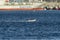 Inflatable dinghy racing across New Bedford harbor