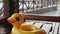 An inflatable duck lies on wooden table in gazebo at recreation center against the backdrop of pool covered with rain