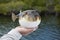 Inflated Smooth puffer fish in Florida mangroves