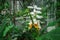 Inflorescence of Alpinia nutans - shellflower