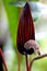 Inflorescence of Anthurium flavolineatum, a native of Ecuador