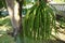 Inflorescence of Areca nut palm or Betel Nuts.