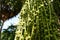 Inflorescence of Areca nut palm or Betel Nuts.