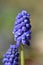 Inflorescence of an Armenian grape hyacinth (Muscari armeniacum)