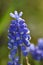 Inflorescence of an Armenian grape hyacinth (Muscari armeniacum)