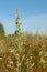 A inflorescence of Artemisia absinthium (wormwood, grand wormwood, absinthe, absinthium) in the field, close-up