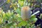 Inflorescence of Australian native Banksia serrata